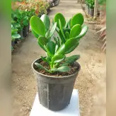 گیاه کراسولا یشم گیاه پول و ثروت