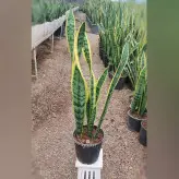 سانسوریا ابلق شمشیری سه غلاف گیاه آپارتمانی مقاوم و زیبا با ارتفاع حدود 90 سانت