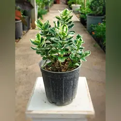 گیاه شمشاد هی بی