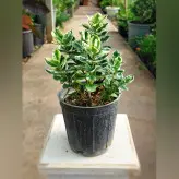 گیاه شمشاد هی بی