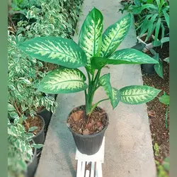 گیاه دیفن باخیا برگ پهن مقاوم و با نگهداری آسان