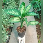 گیاه دیفن باخیا برگ پهن مقاوم و با نگهداری آسان