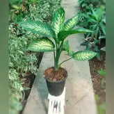 گیاه دیفن باخیا برگ پهن مقاوم و با نگهداری آسان
