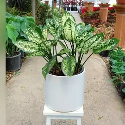 گیاه آگلونما سفید برفی با گلدان سرامیکی