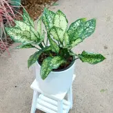 گیاه آگلونما سفید برفی با گلدان سرامیکی