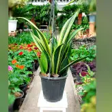 سانسوریا کاناری فلیم گیاهی مقاوم و زیبا