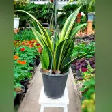 سانسوریا کاناری فلیم گیاهی مقاوم و زیبا