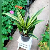 سانسوریا کاناری فلیم گیاهی مقاوم و زیبا