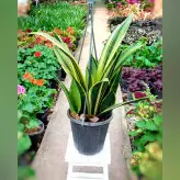 سانسوریا کاناری فلیم گیاهی مقاوم و زیبا