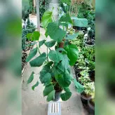 گیاه برگ انجیری چماقی با کیفیت و با نگهداری آسان