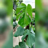 گیاه برگ انجیری چماقی با کیفیت و با نگهداری آسان