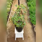 گیاه آپارتمانی پاپیتال سبز آویز مناسب برای تراس و بالکن