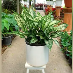 گیاه آگلونما سفید برفی پر غلاف با گلدان سرامیکی