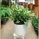 گیاه آگلونما سفید برفی پر غلاف با گلدان سرامیکی