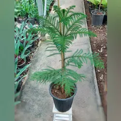 گیاه کاج مطبق بلژیکی با کیفیت با ارتفاع حدود ۱۲۰ سانتی متر