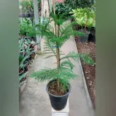 گیاه کاج مطبق بلژیکی با کیفیت با ارتفاع حدود ۱۲۰ سانتی متر