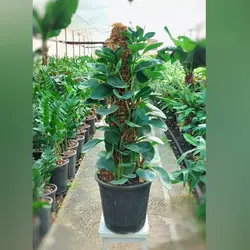 گیاه قاشقی رونده سبز چماقی بسیار زیبا و با کیفیت