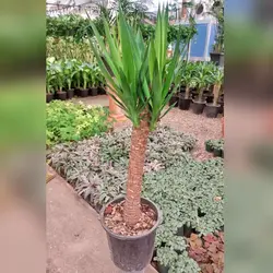 یوکا تنه دار گیاه آپارتمانی سایز یک متری