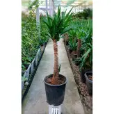 درختچه یوکا تنه دار گیاه آپارتمانی مقاوم و زیبا با ارتفاع حدود 75 سانتی متر