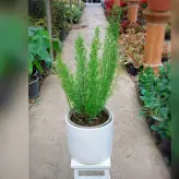 گیاه دم روباهی ( شویدی ) با گلدان سرامیکی