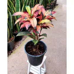 گیاه کروتون پرتقالی با کیفیت و زیبا با ارتفاع حدود 50 سانتی متر