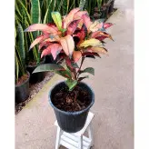 گیاه کروتون پرتقالی با کیفیت و زیبا با ارتفاع حدود 50 سانتی متر