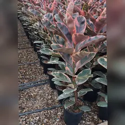 گل و گیاه آپارتمانی فیکوس شرابی خاص با ارتفاع 120 سانتی متر