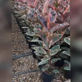 گل و گیاه آپارتمانی فیکوس شرابی خاص با ارتفاع 120 سانتی متر