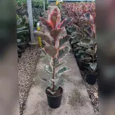گل و گیاه آپارتمانی فیکوس شرابی خاص با ارتفاع 120 سانتی متر