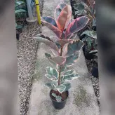 گل و گیاه آپارتمانی فیکوس شرابی خاص با ارتفاع 120 سانتی متر