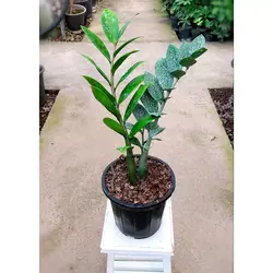 زاموفیلیا سبز گیاه آپارتمانی مقاوم و با کیفیت با ارتفاع حدود 30 سانتی متر