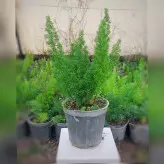 گل و گیاه آپارتمانی دم روباهی (مارچوبه زینتی)