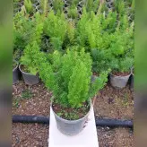 گل و گیاه آپارتمانی دم روباهی (مارچوبه زینتی)