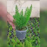 گل و گیاه آپارتمانی دم روباهی (مارچوبه زینتی)