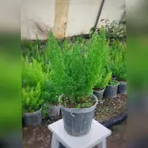 گل و گیاه آپارتمانی دم روباهی (مارچوبه زینتی)