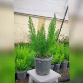 گل و گیاه آپارتمانی دم روباهی (مارچوبه زینتی)