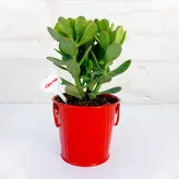 کراسولا یشم گیاه ثروت و انرژی مثبت به همراه گلدان فلزی هدیه یلدایی زیبا و خاص