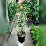 گل و گیاه آپارتمانی فیکوس بنجامین ابلق با ارتفاع 70 سانتی متر