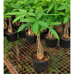 گیاه پاچیرا بافت 5 شاخه با کیفیت با ارتفاع حدود 50 سانتی متر