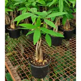 گیاه پاچیرا بافت 5 شاخه با کیفیت با ارتفاع حدود 50 سانتی متر