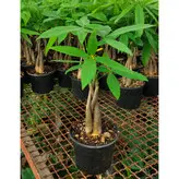 گیاه پاچیرا بافت 5 شاخه با کیفیت با ارتفاع حدود 50 سانتی متر