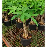 گیاه پاچیرا بافت 5 شاخه با کیفیت با ارتفاع حدود 50 سانتی متر