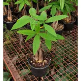 گیاه پاچیرا بافت 5 شاخه با کیفیت با ارتفاع حدود 50 سانتی متر