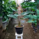 بابا آدم تنه قرمز آلوکازیا گیاه آپارتمانی زیبا و با کیفیت