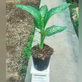 گل و گیاه آپارتمانی دیفن باخیا با کیفیت با ارتفاع 60 سانتی متر