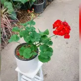 گیاه شمعدانی هلندی با گلدان سرامیکی