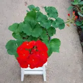 گیاه شمعدانی هلندی با گلدان سرامیکی