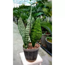 گیاه سانسوریا سبز کرواتی باکیفیت