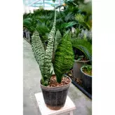 گیاه سانسوریا سبز کرواتی باکیفیت