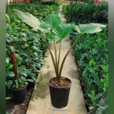 بابا آدم ( آلوکازیا ) تنه قرمز گیاه آپارتمانی سایز بزرگ بسیار با کیفیت و زیبا